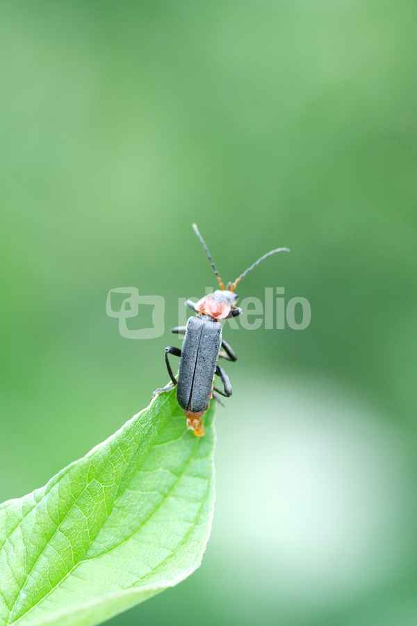 Krabbeltiere