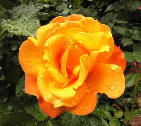 Rose im Regenkleid