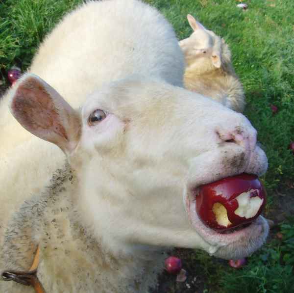 Man sollte den Mund nicht zu voll nehmen....