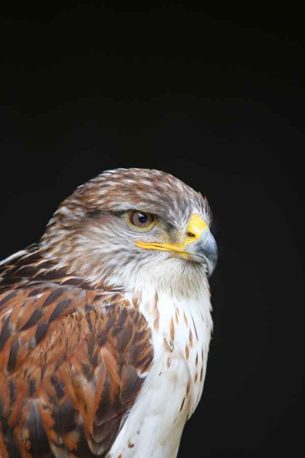 Königsbussard - Serie 4 Portrait