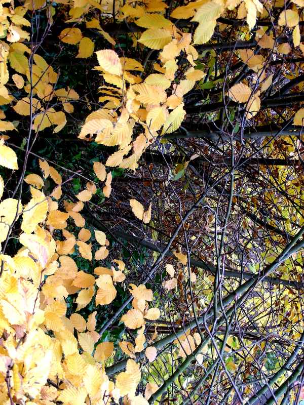 Herbstlaub, gelbe Blätter in Heßdorf