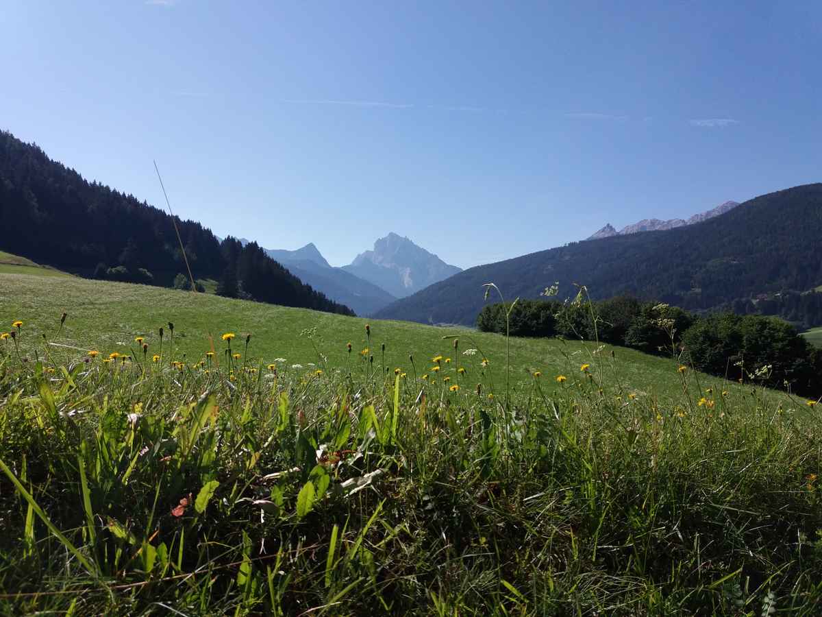 Bergwiese mit Dürrenstein