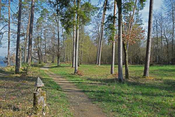 Lichte Wälder über dem Rhein