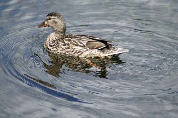 Ente gut Gans noch besser