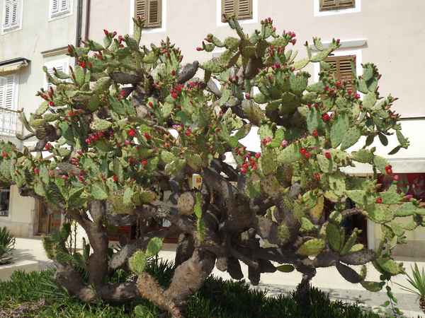 Kakteenbaum