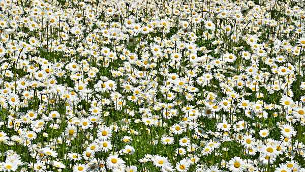 Margeriten