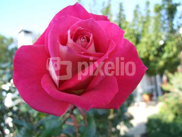 pink Rose