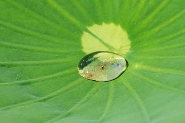 Tropfen auf Lotus