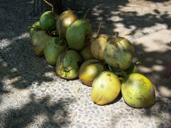 frische Kokusnüsse liegen zum Verkauf bereit..auf Bali