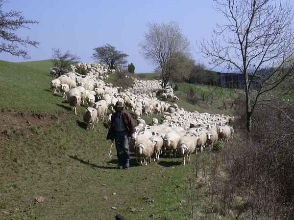 Schafherde