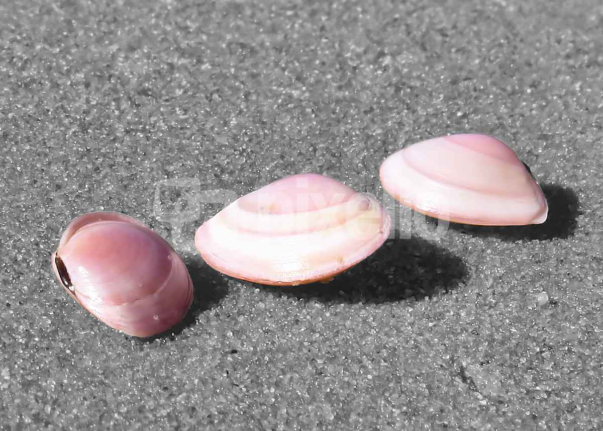 Drei kleine Strandschönheiten