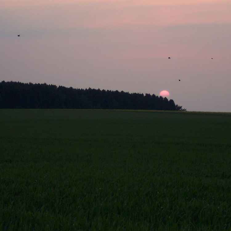 Sonneuntergang über der Soester Börde mit Vögeln