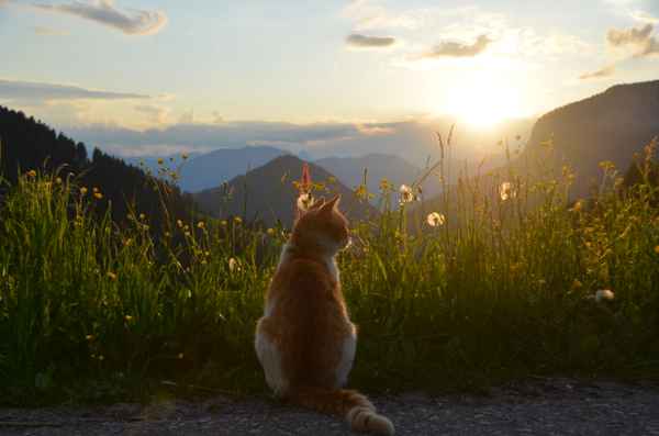 Abendsonne