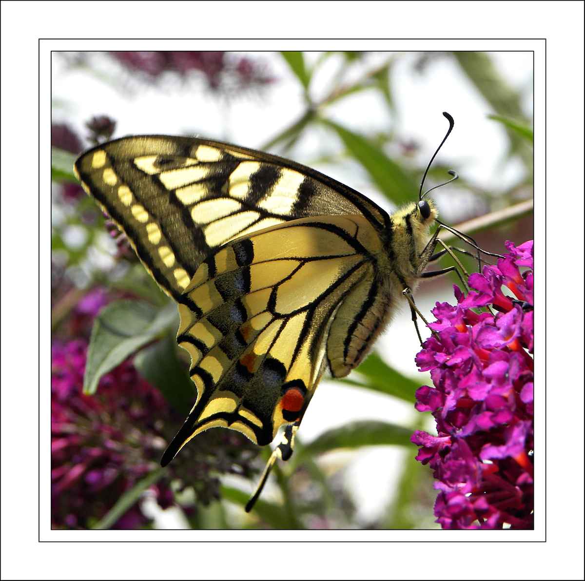 Schwalbenschwanz im Profil