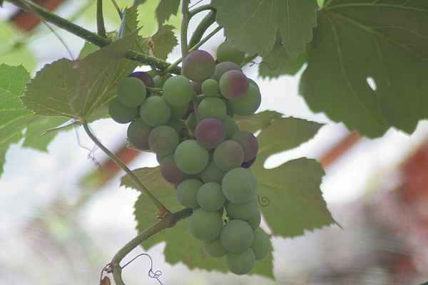 Weintrauben