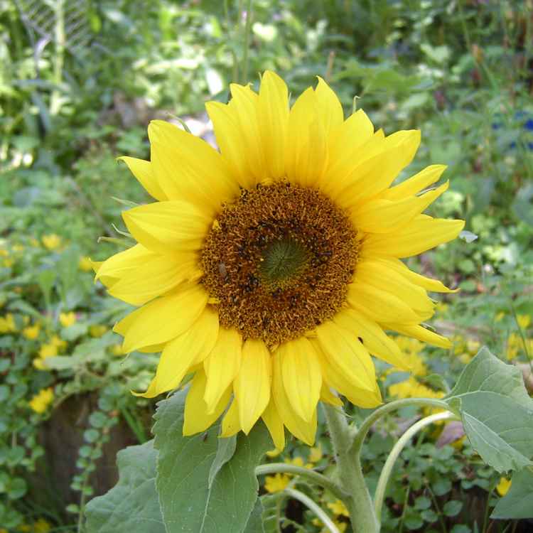 Sonnenblume
