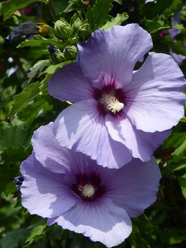 Blauer Hibiskus