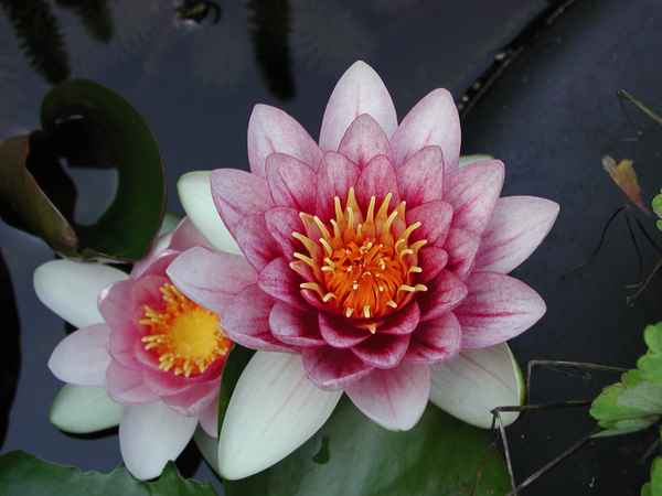 Seerose