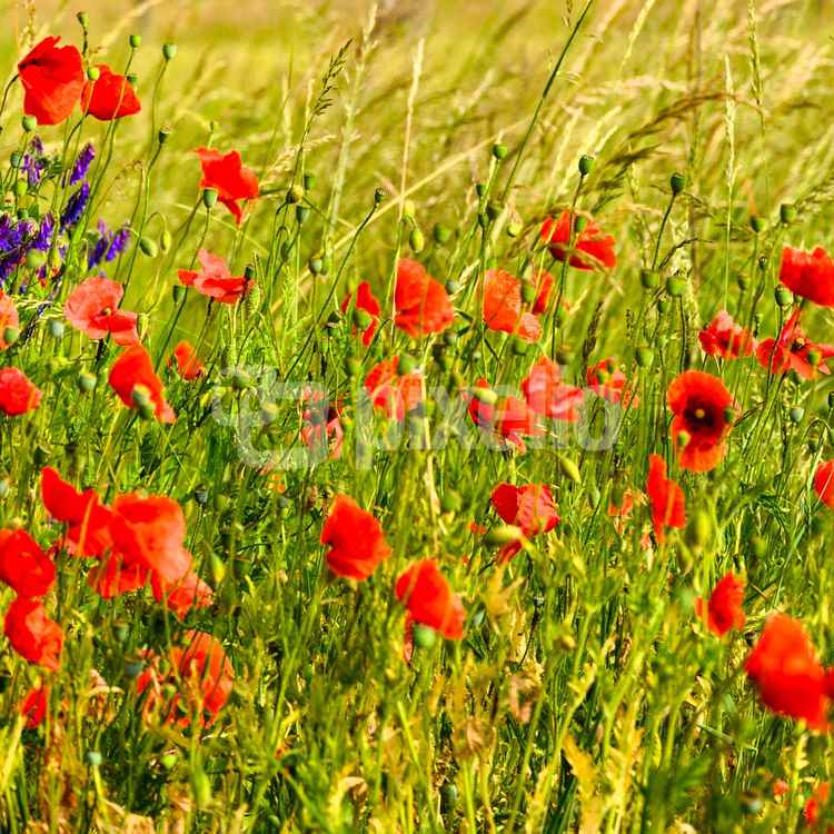 Roter Mohn wird wieder blühn