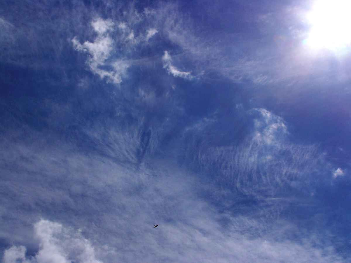 Mittagssonne  mit Vogel