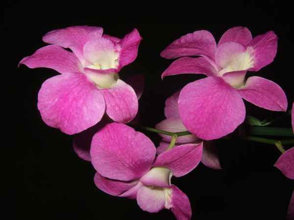 Orchideen Blüte