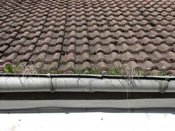 Zugewachsene Dachrinne