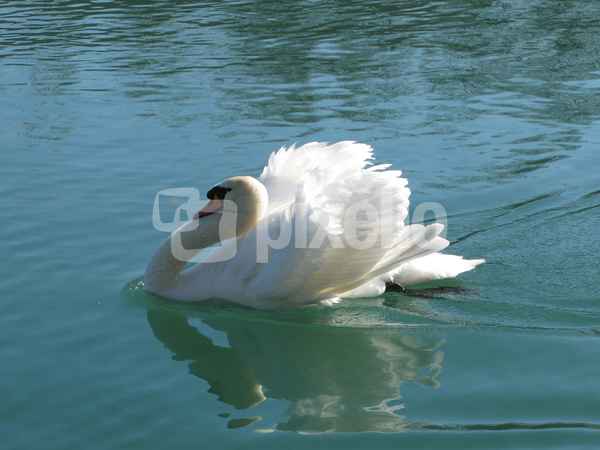 Schwan4