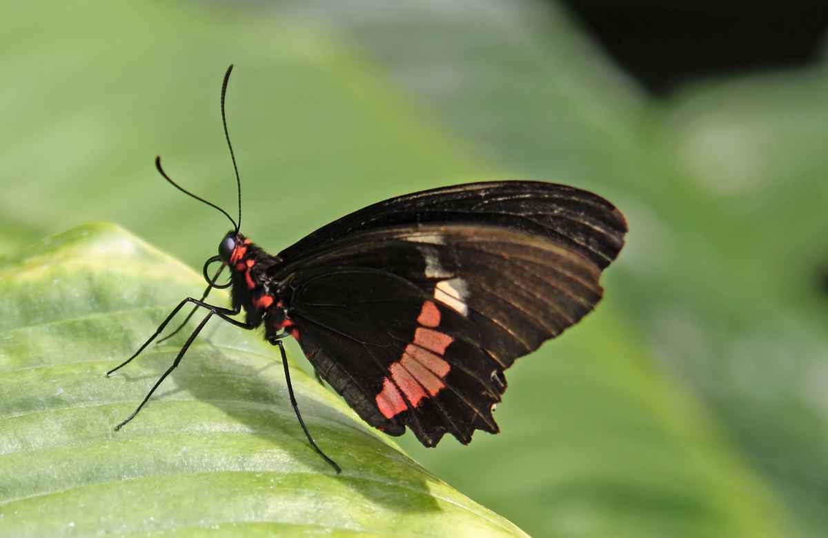Schmetterling