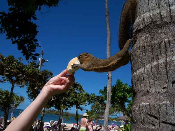 Palmenhörnchen ganz akrobatisch