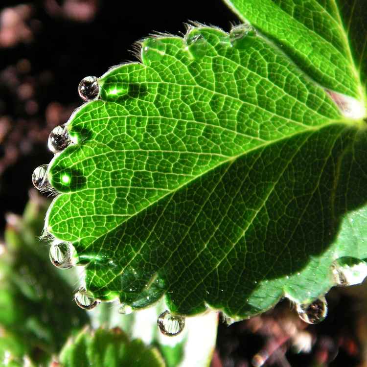 waterdrops