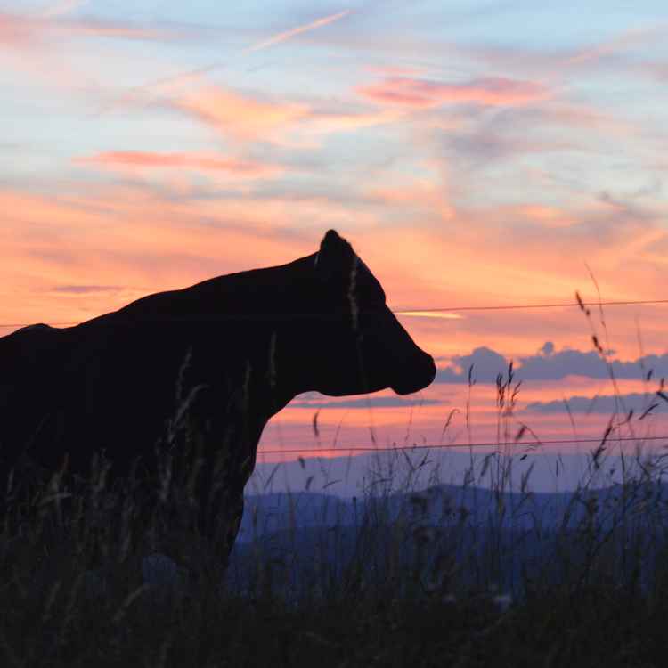 Schweizer Kuh im Abendlicht