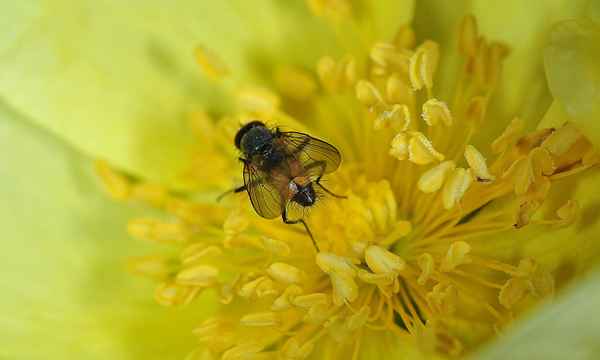 Fliege in einer Wildrosenblüte