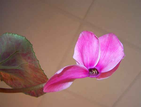 Einsame Blüte