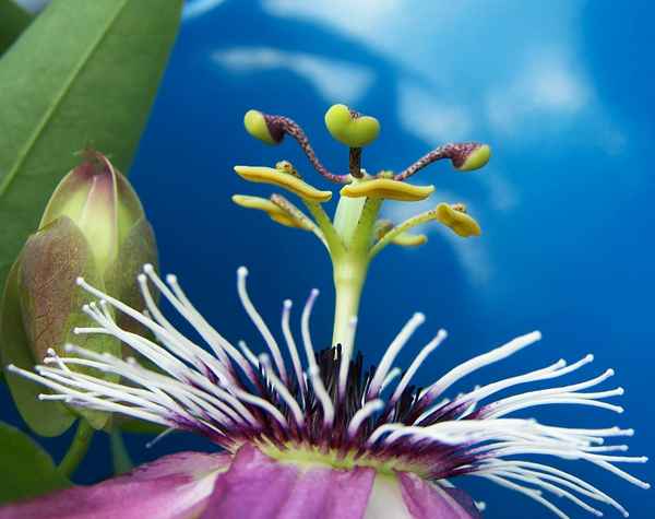 Passionsblüte_4