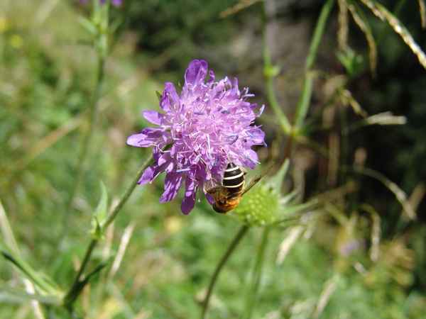 Sommerbiene