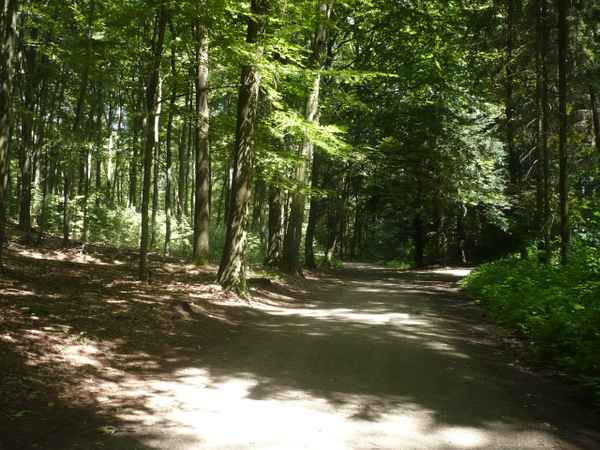 Waldweg