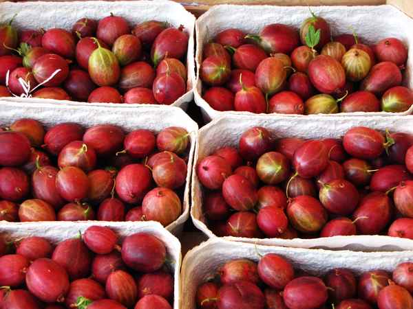Auf dem Markt - Stachelbeeren