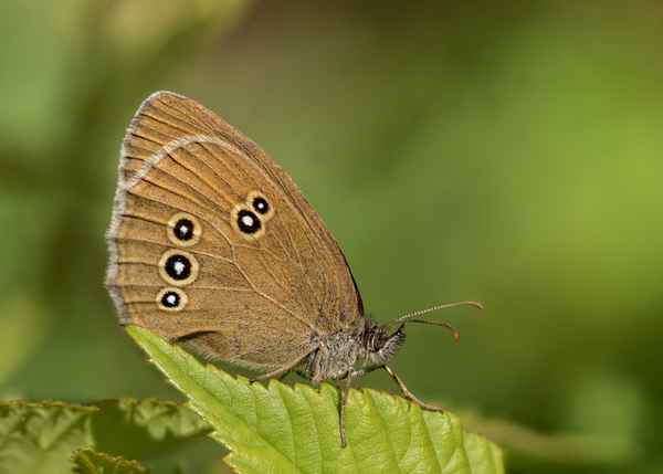Brauner Waldvogel - 2