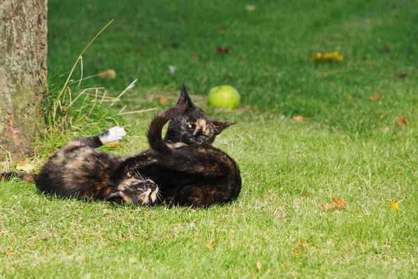 spiel und schule des lebens 2
