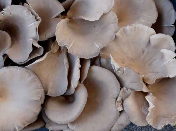 Markt in Apulien: Pilze