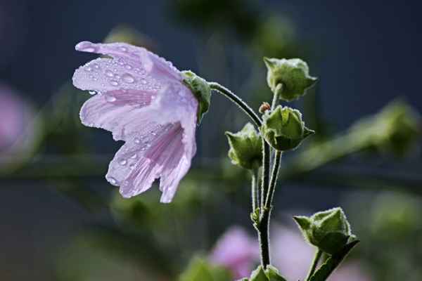 Der blühende Strauch