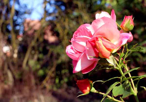 Leuchtende Schönheit