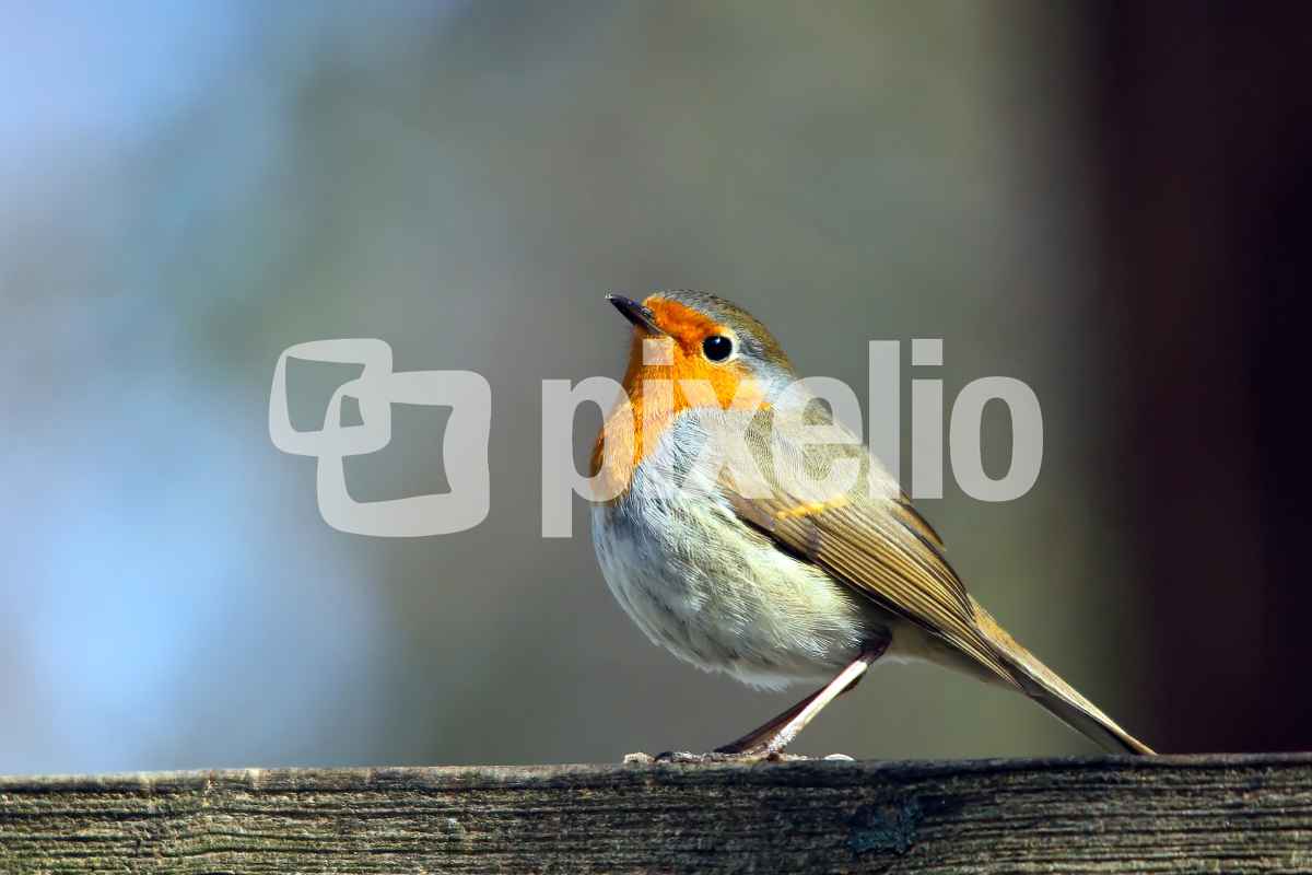 Neugieriges Rotkehlchen