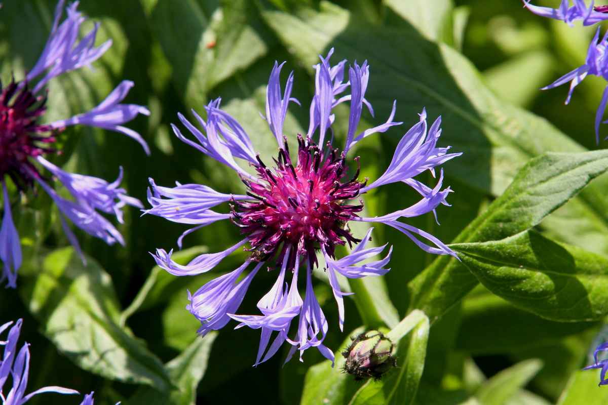 Berg-Flockenblume
