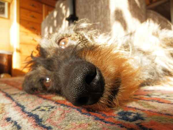 Diese Nase stecke ich überall rein...