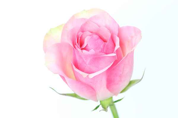 rosa Rose
