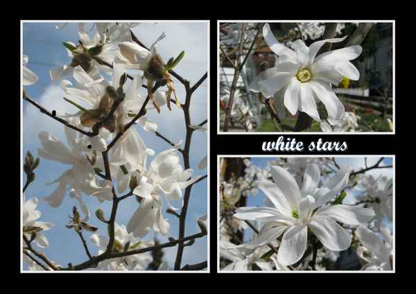 white stars