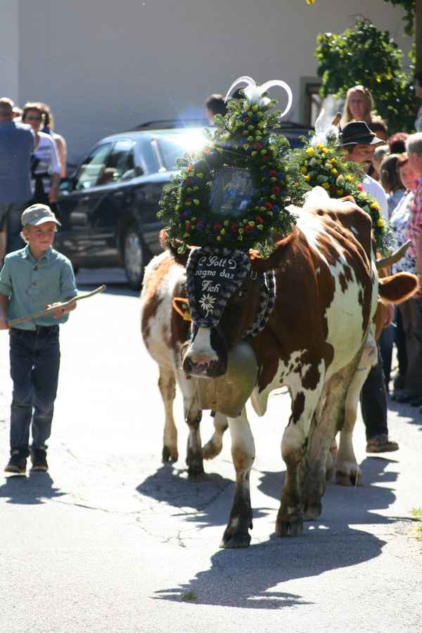 Almabtrieb im Zillertal