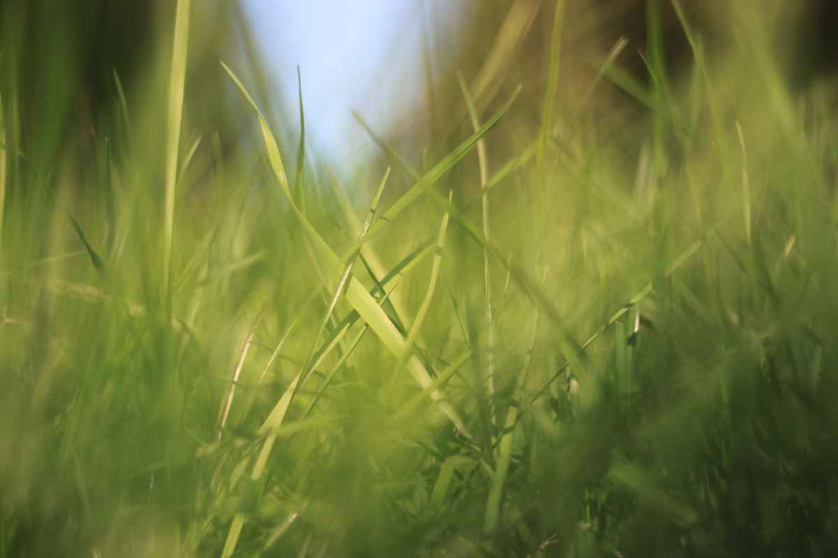 grüne Mutter Natur