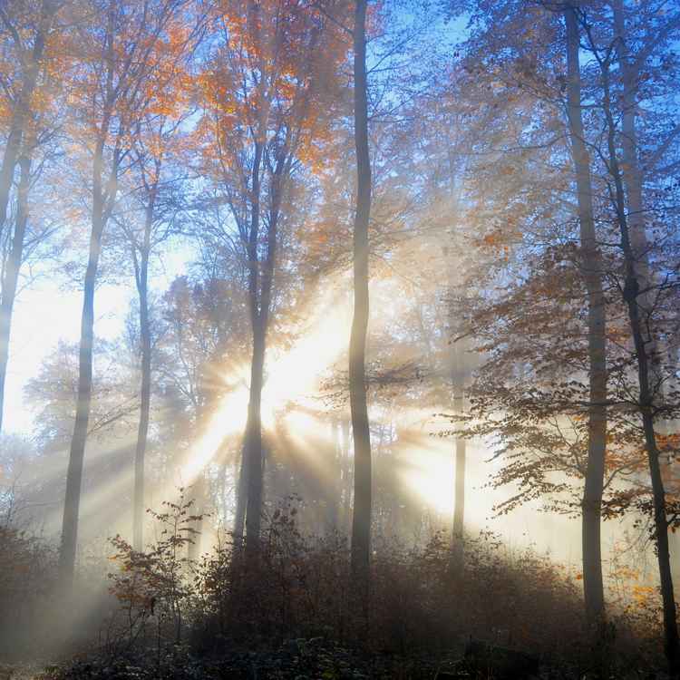 foggy_november